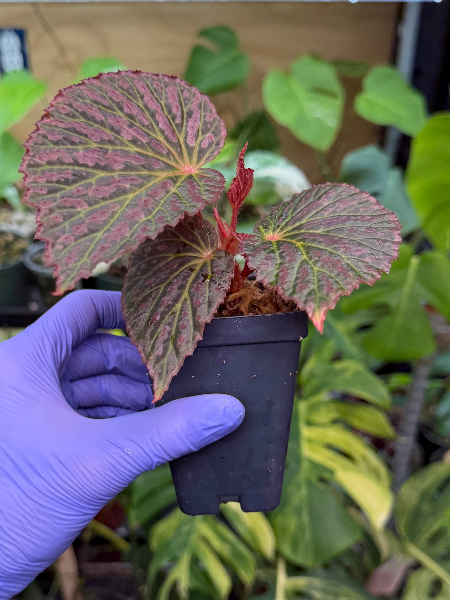 Begonia Chlorosticta x Chloroneura