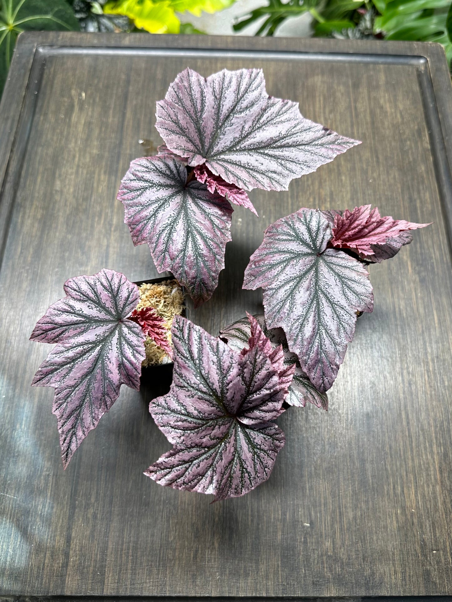 Begonia Pink Minx