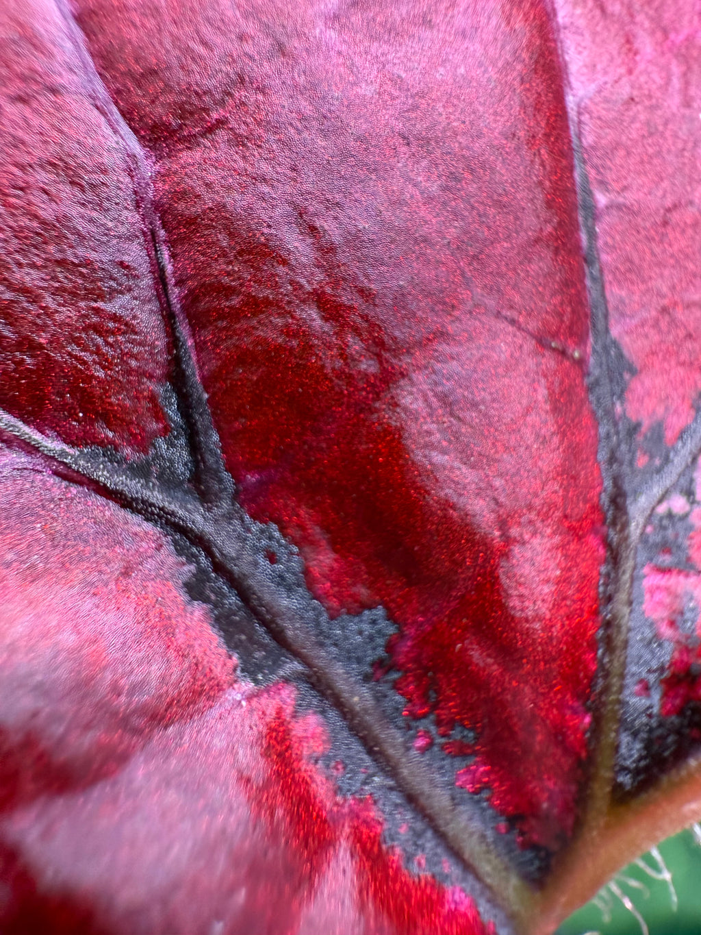 Begonia Jurassic Heartbeat