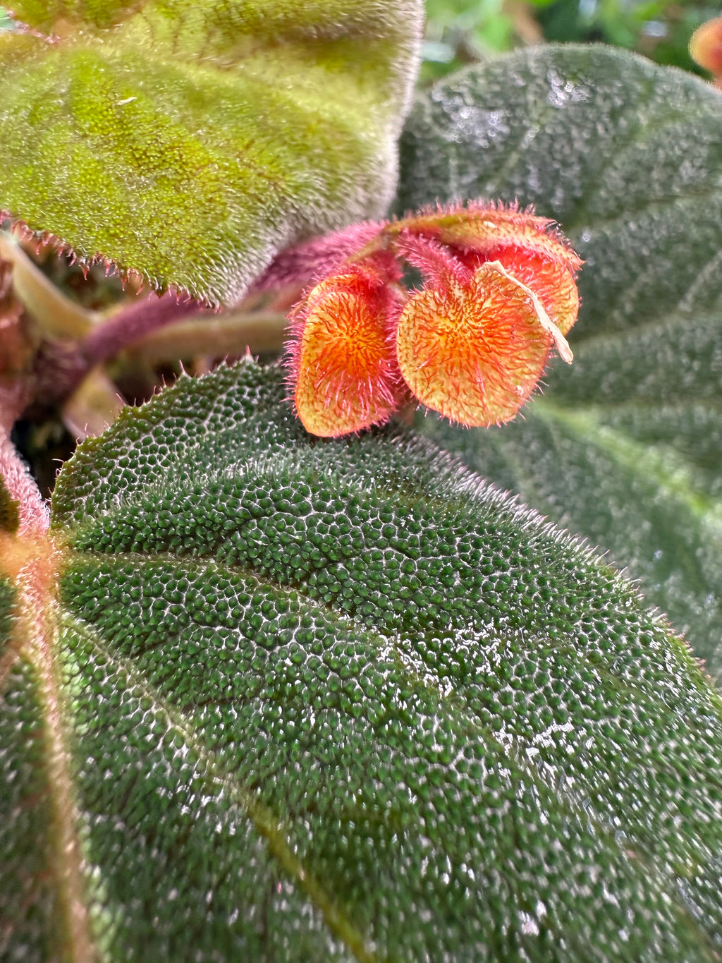 Begonia Imperialis (Silver Band)