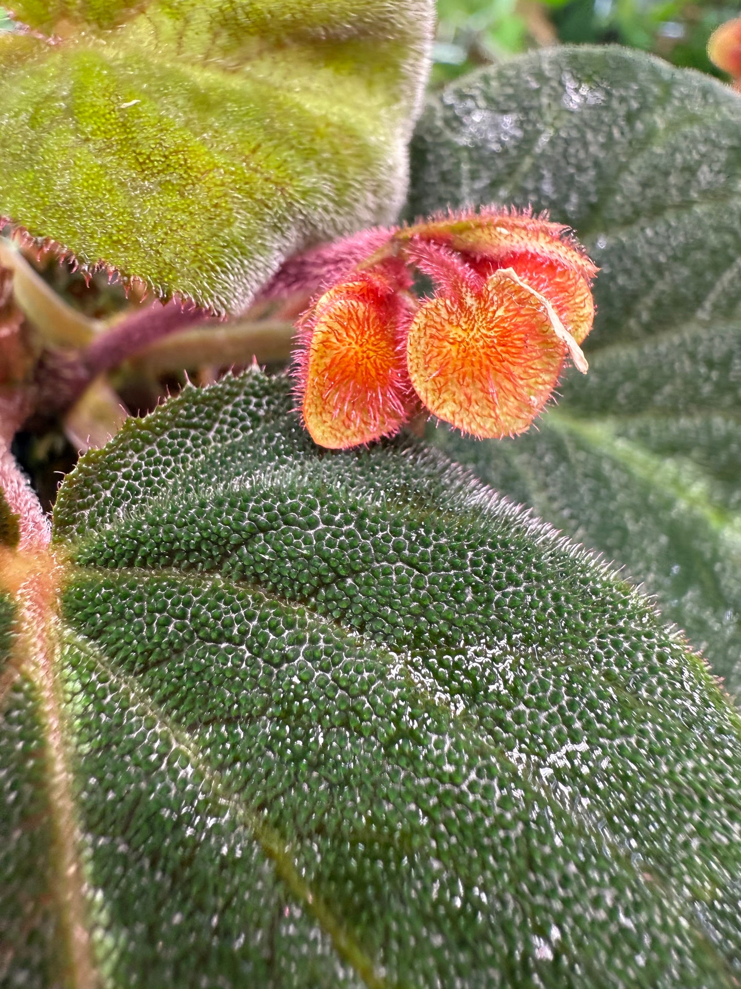 Begonia Imperialis (Silver Band)