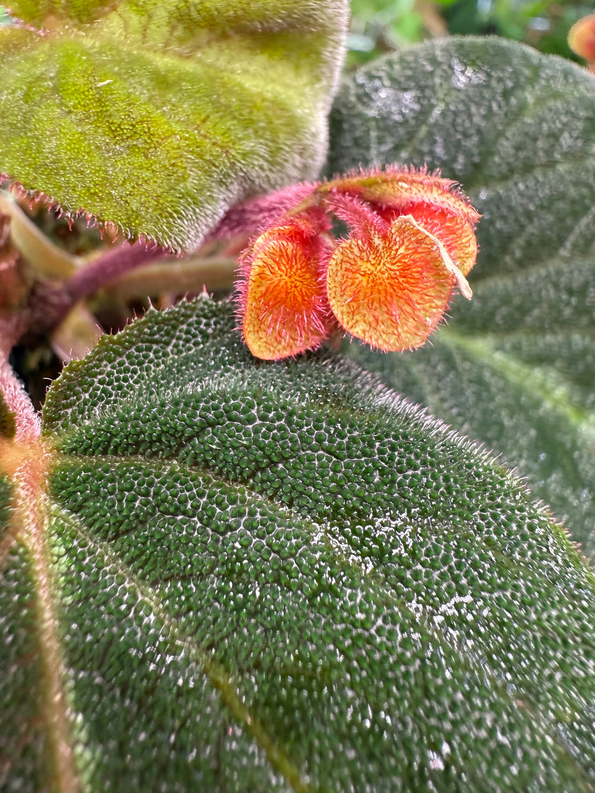 Begonia Imperialis (Silver Band)