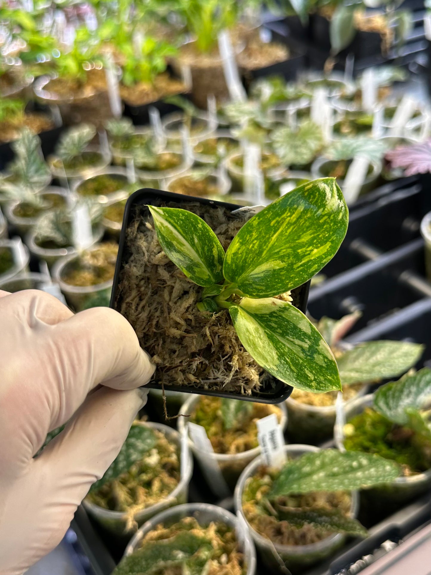 Philodendron 'Green Congo Nuclear Variegated'