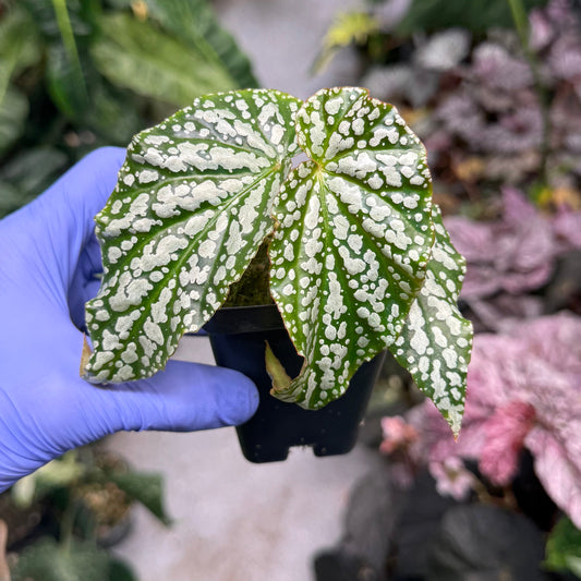 Begonia Snowfall
