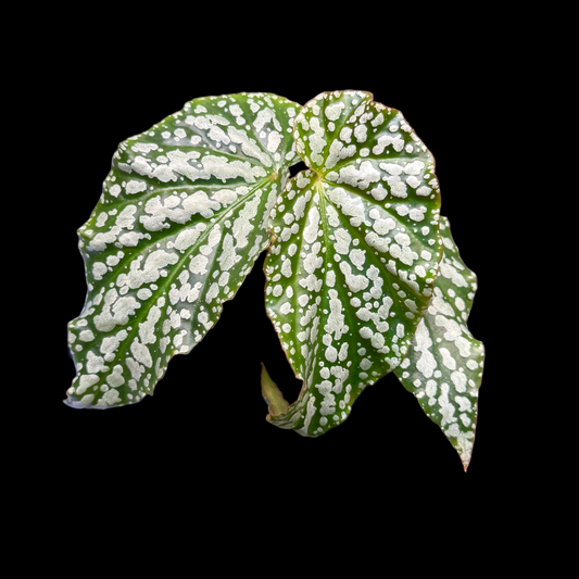 Begonia Snowfall