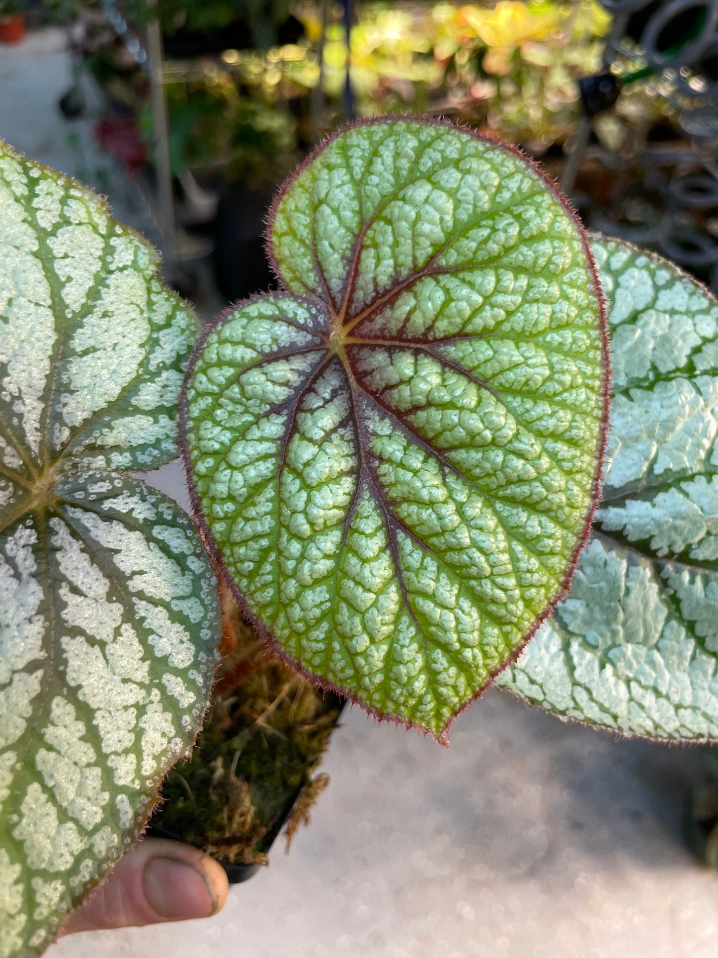 Begonia U501