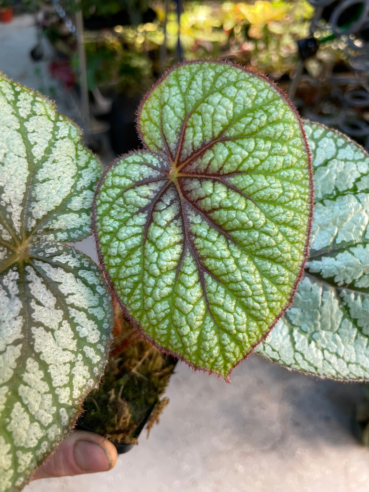 Begonia U309