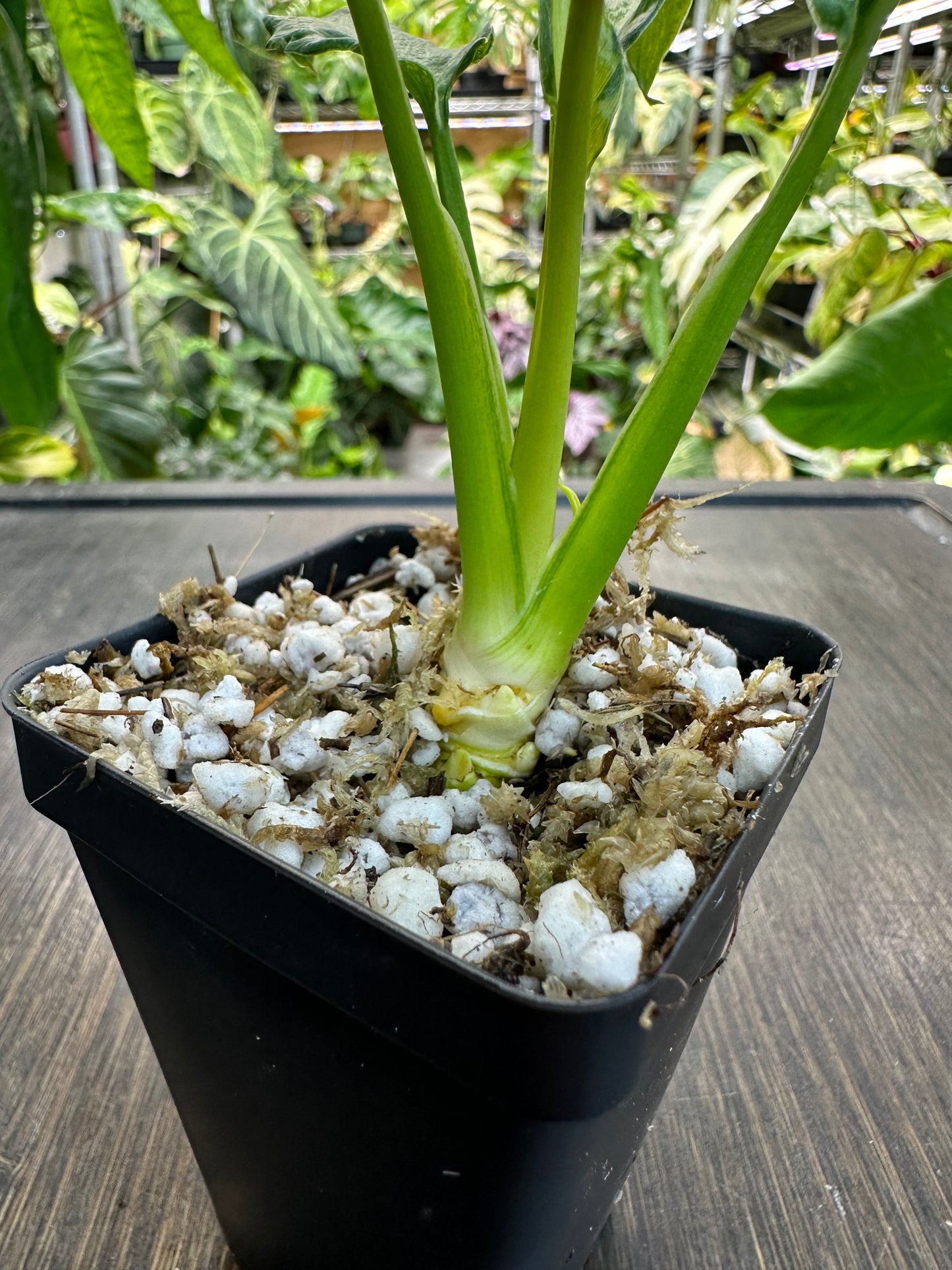 Philodendron xanadu variegata