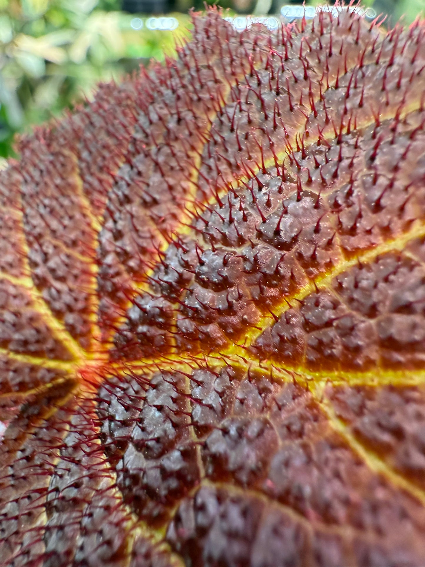 Begonia Chloroneura x Kui
