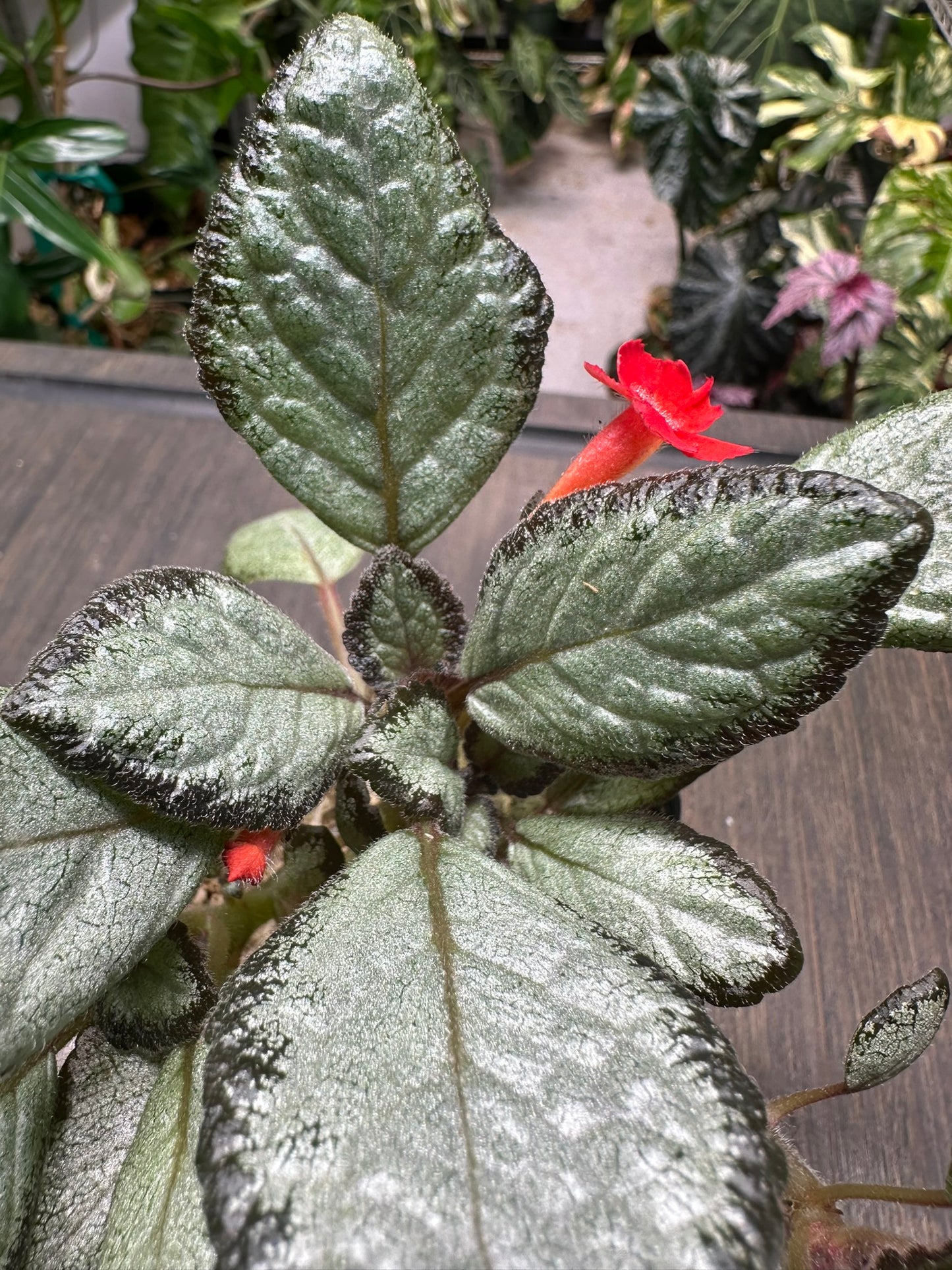 Episcia 'Silver Skies' Houseplant