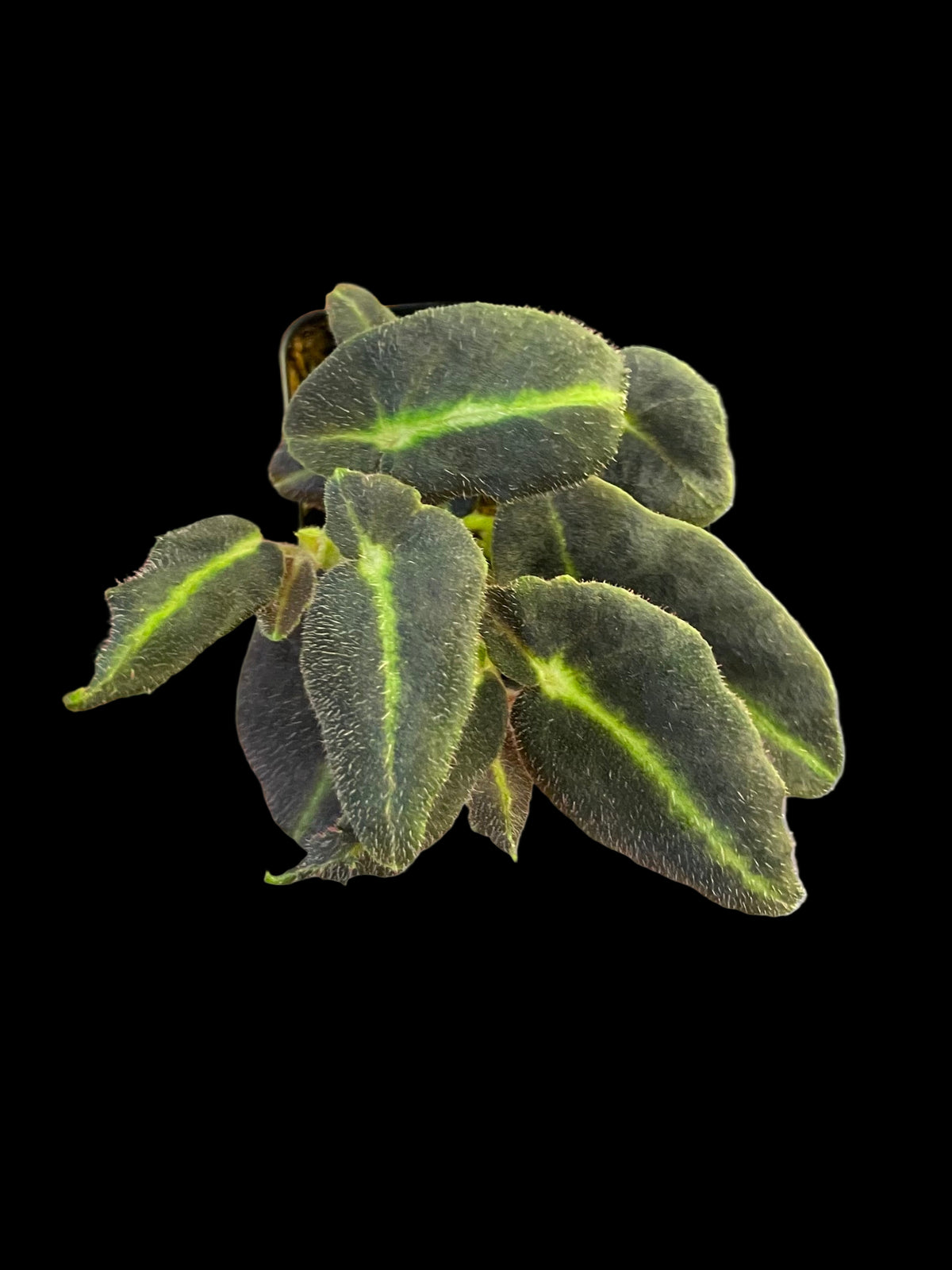Begonia Listada