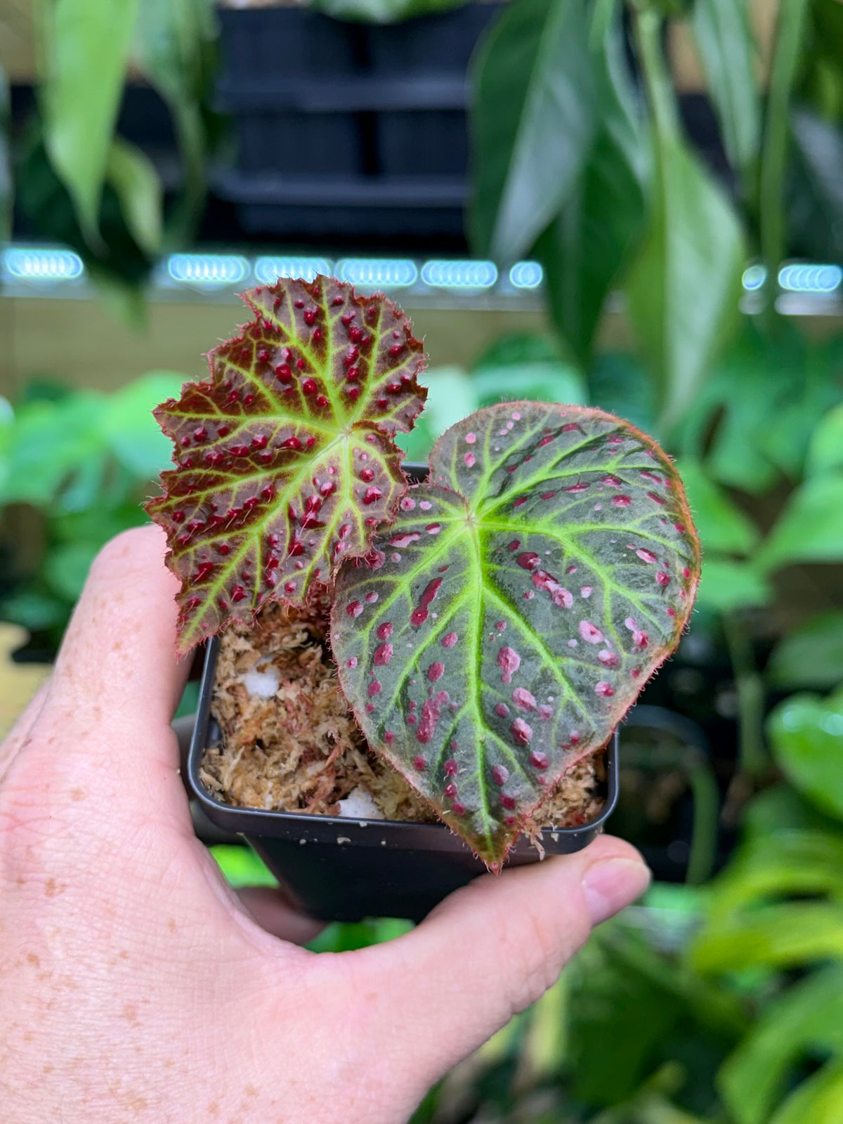 Begonia amphioxus x jiewhoei