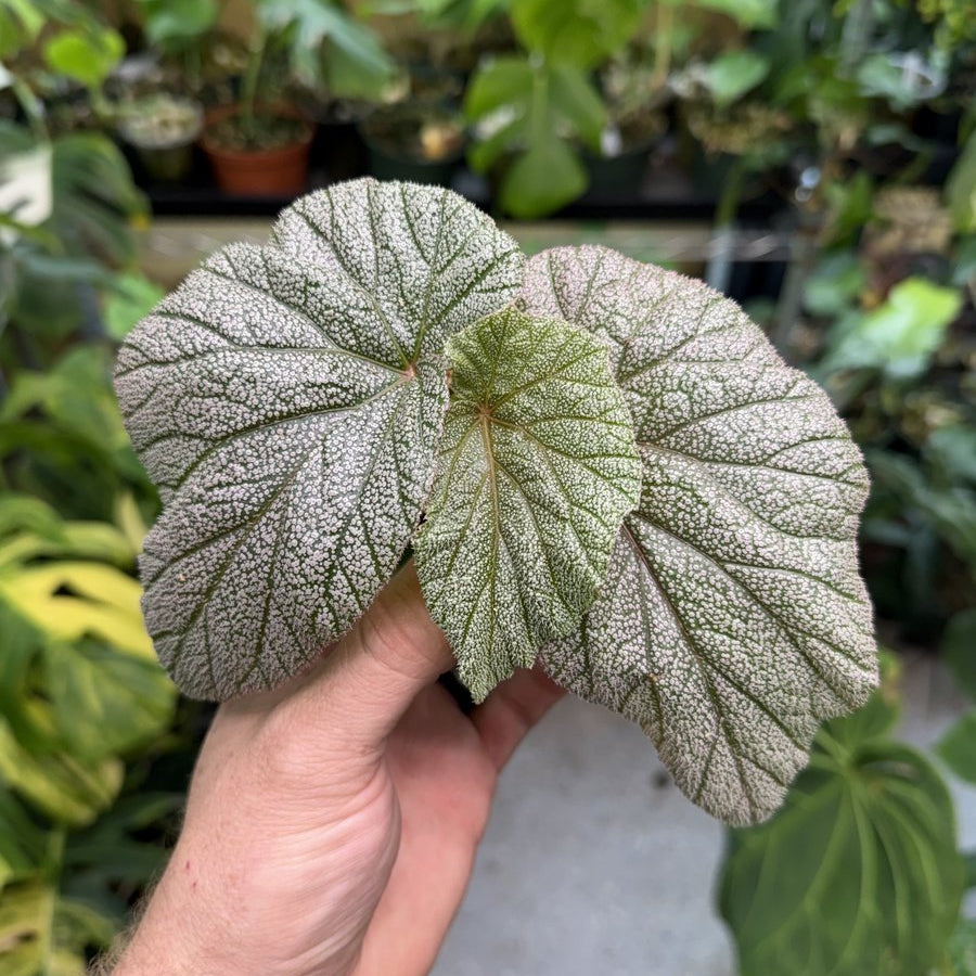 Begonia Sinbad