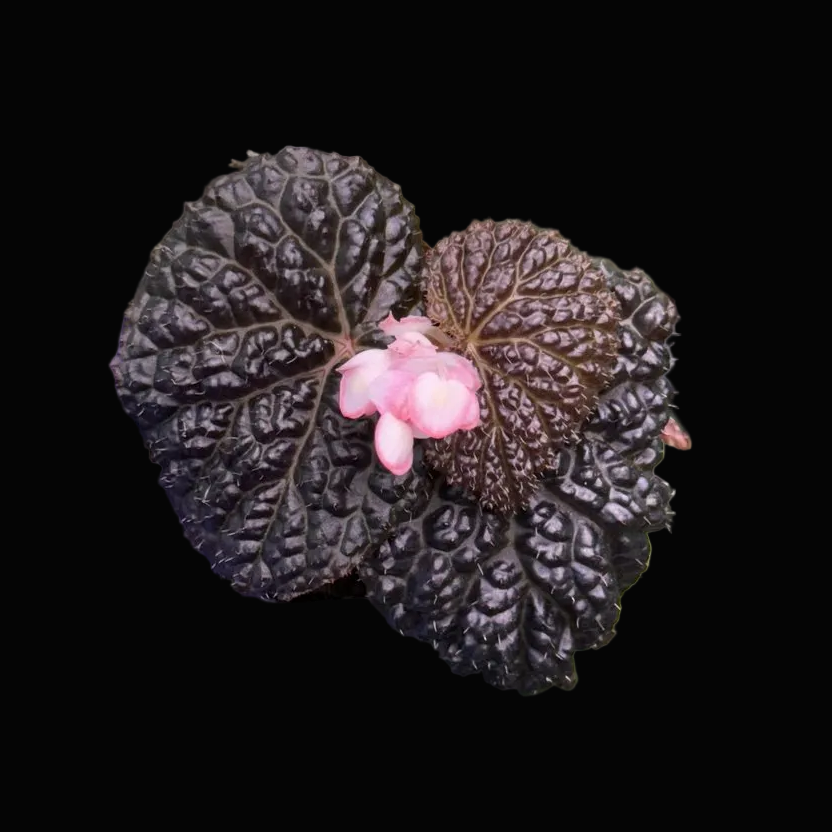Begonia Ruby Dragon
