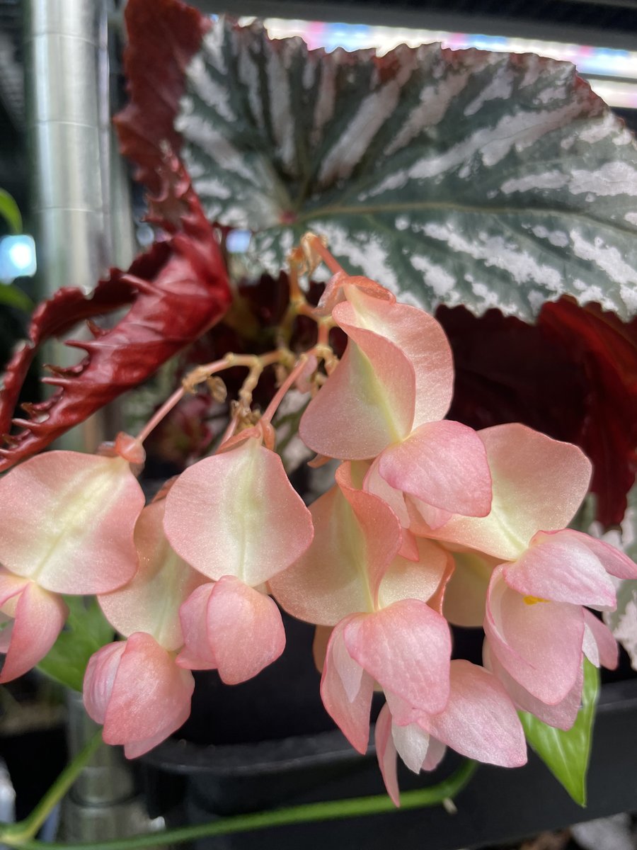 Begonia Guy Savard