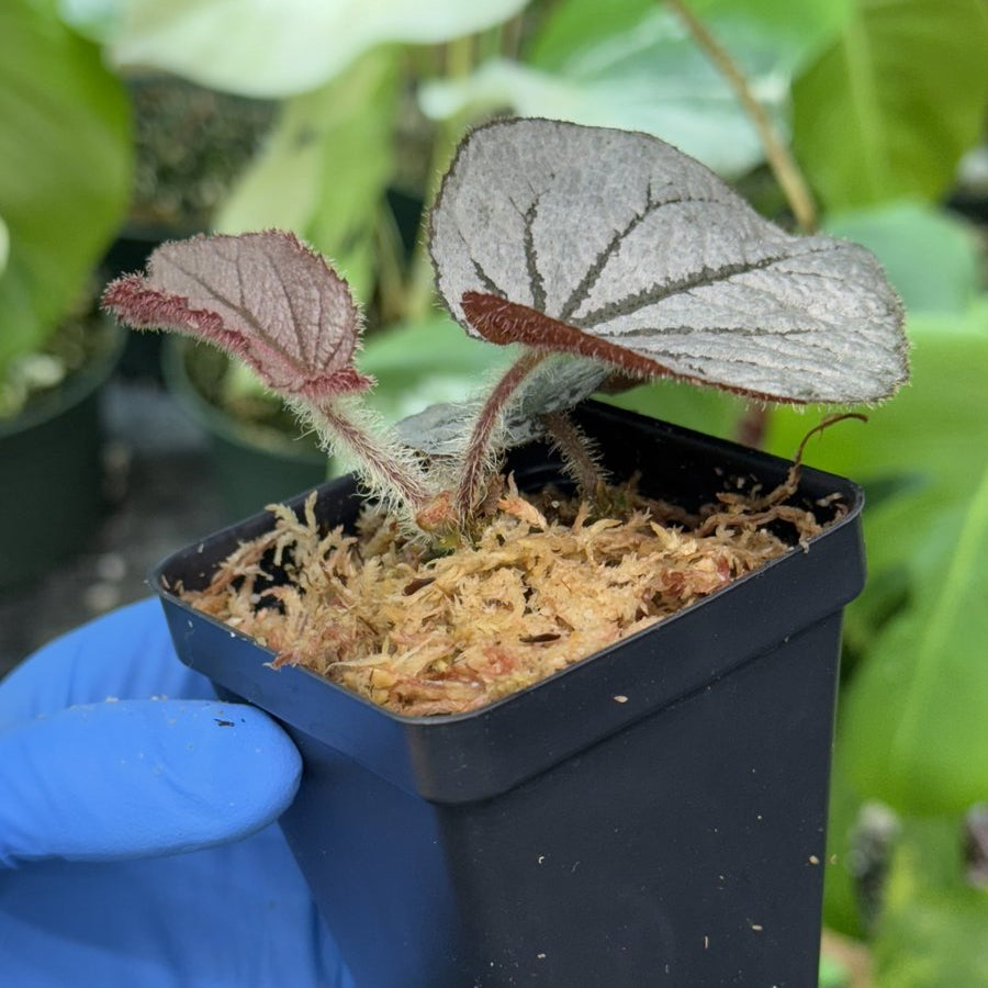 Begonia Rice Paper