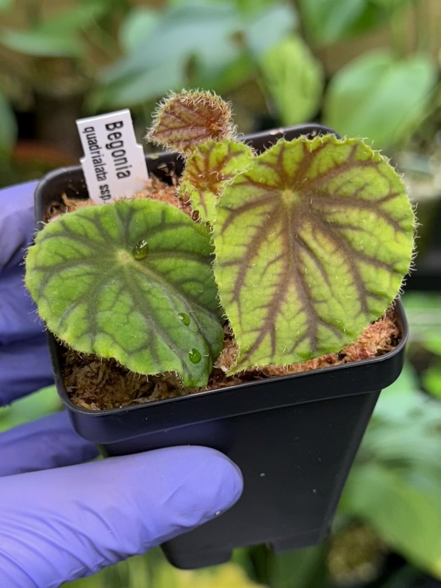 Begonia quadrialata ssp. nimbaensis