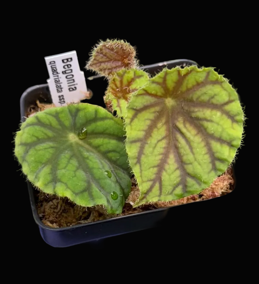 Begonia quadrialata ssp. nimbaensis