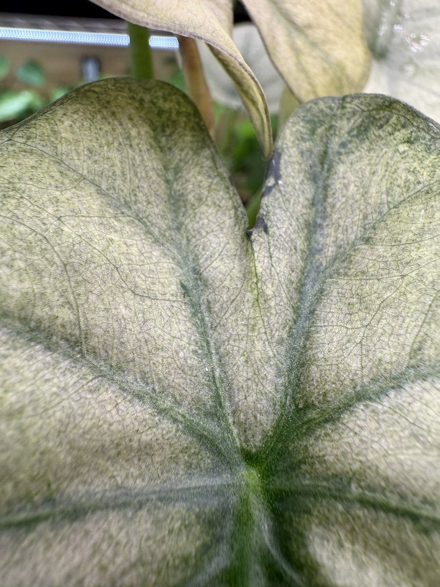 Alocasia 'Purple Haze' (Regal Shield Mint)