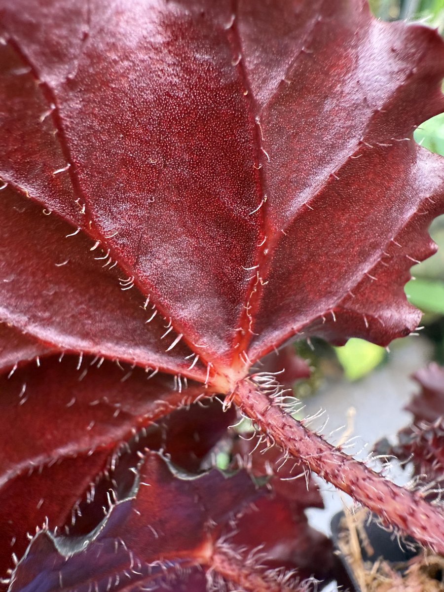 Begonia Blazing Sun
