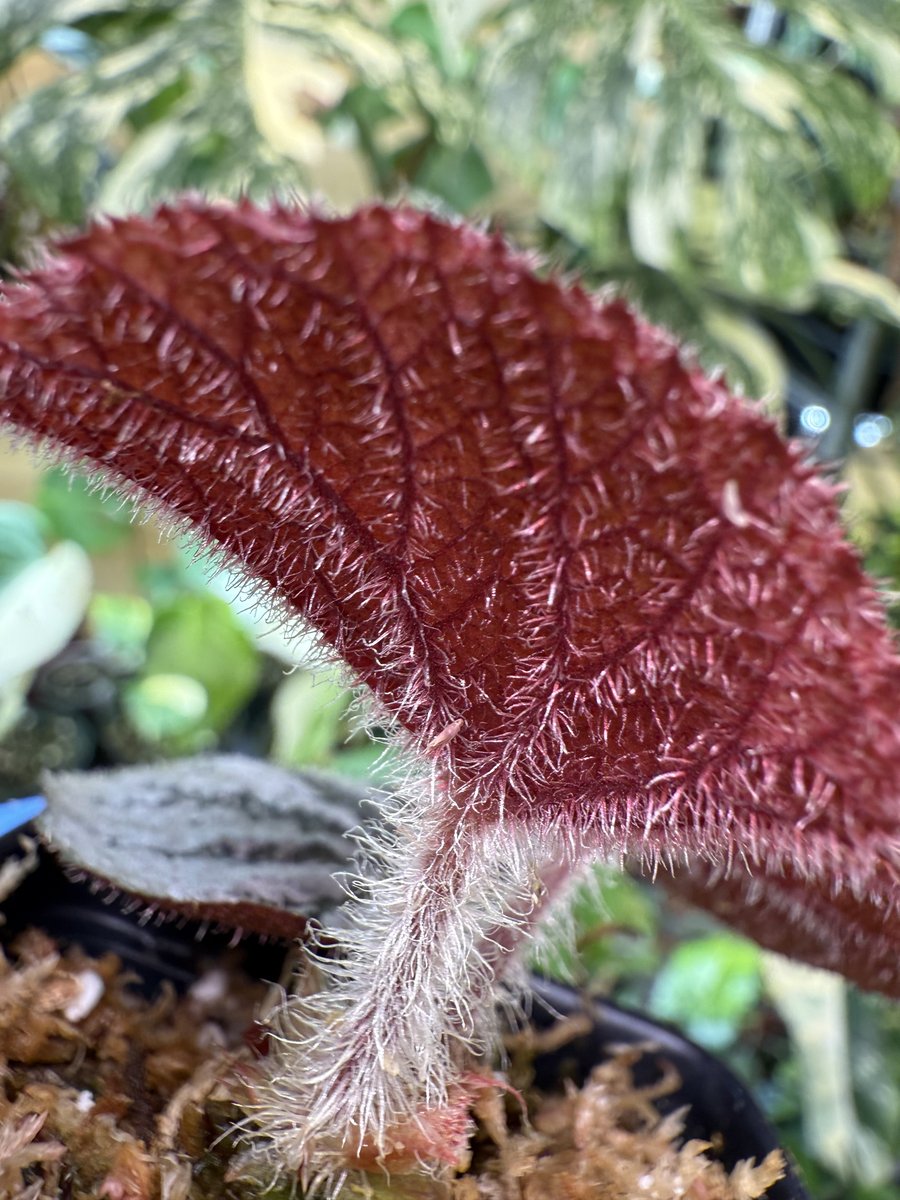 Begonia Rice Paper