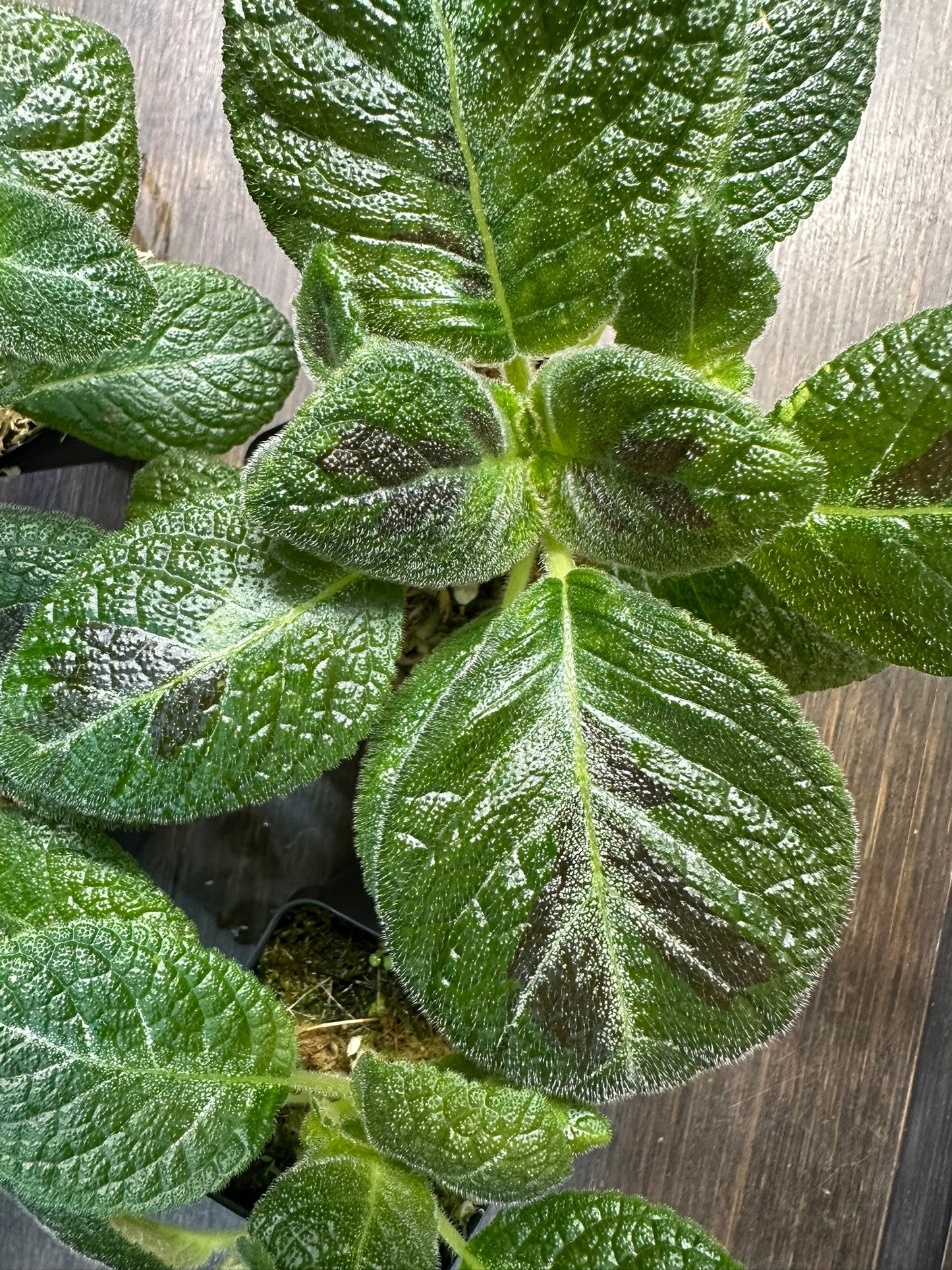 Episcia 'Slinky Pink' Houseplant