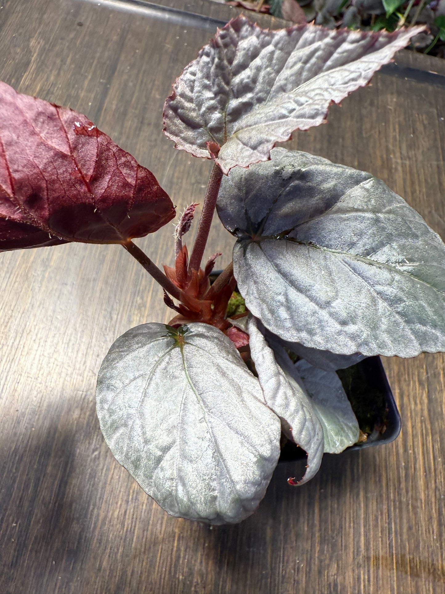 Begonia Silver Limbo