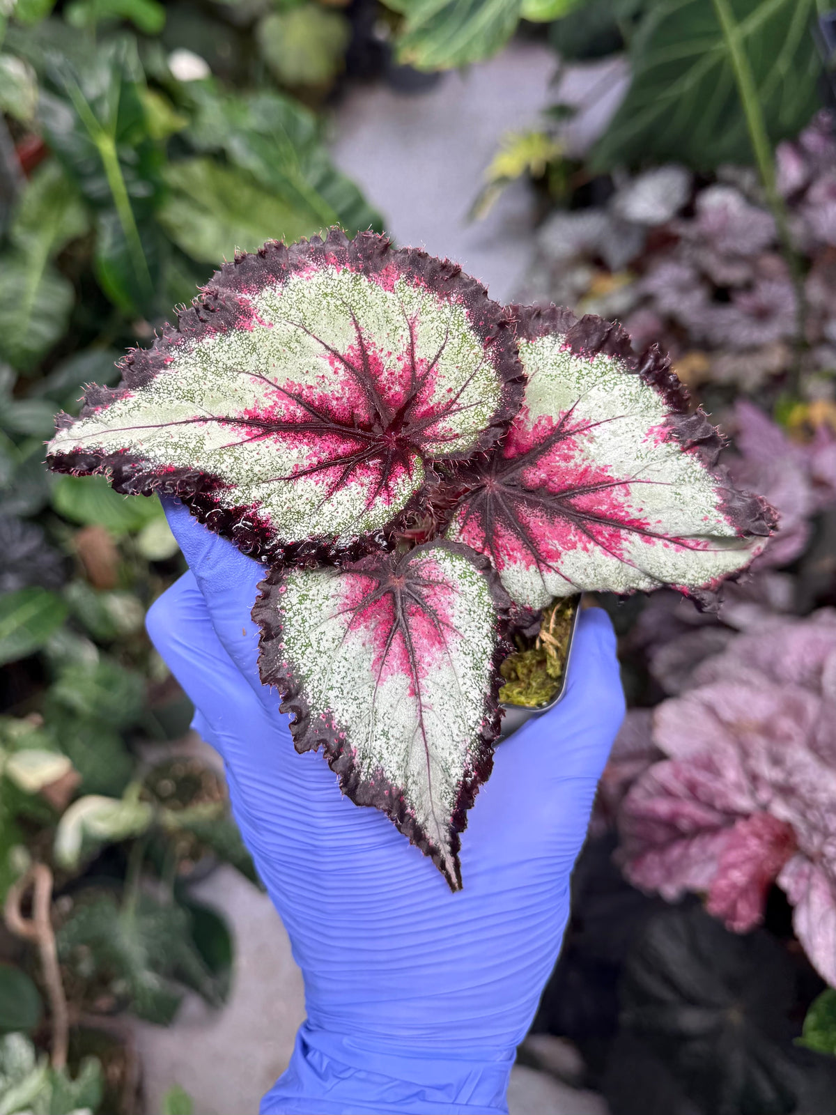 Begonia Harmony's Later Gator