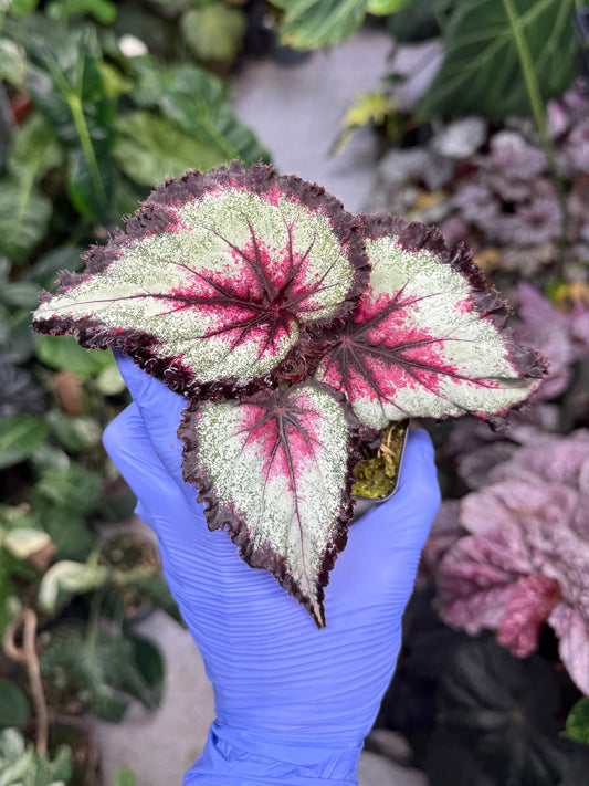 Begonia Harmony's Later Gator