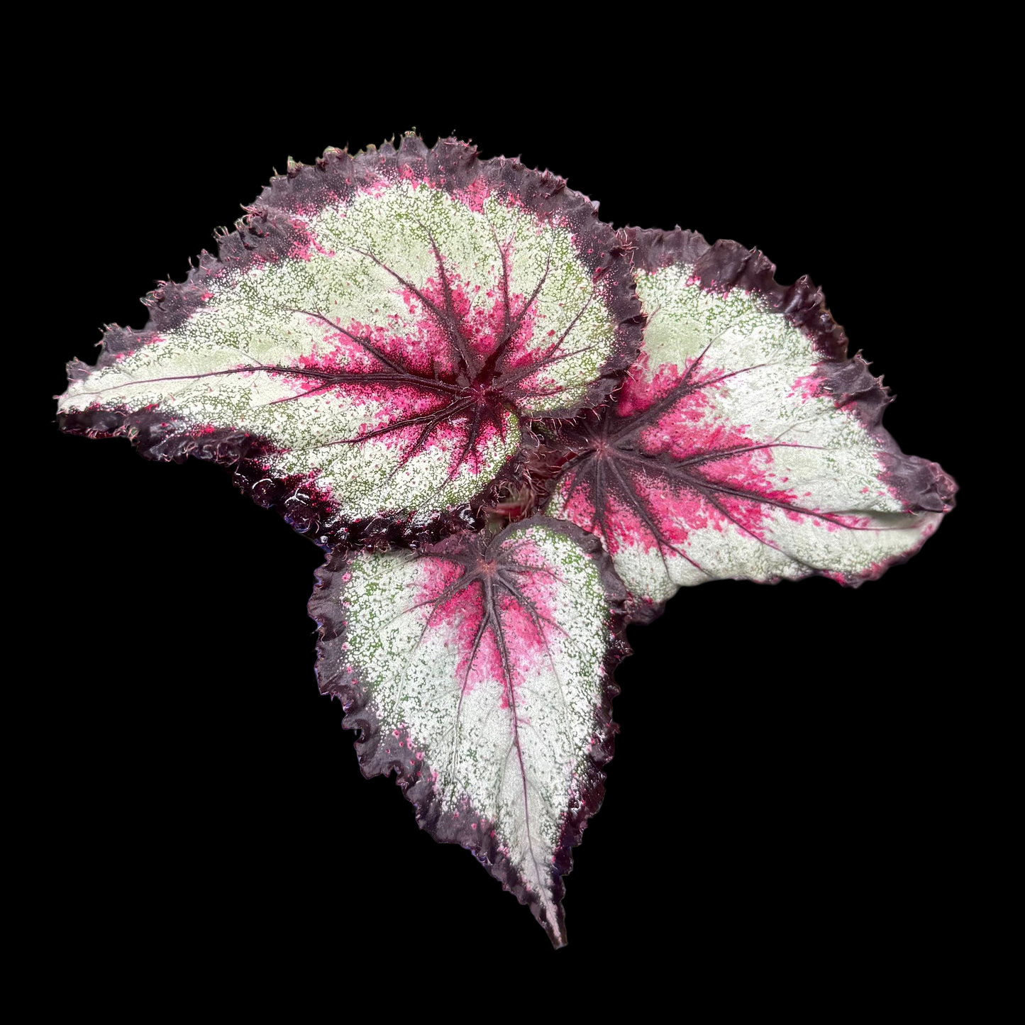 Begonia Harmony's Later Gator begonia plant in pot