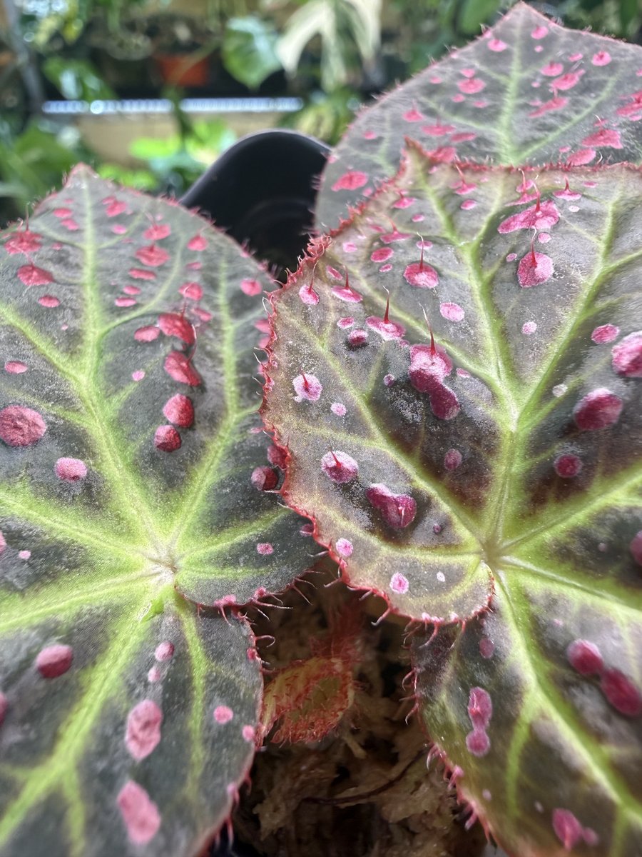 Begonia amphioxus x jiewhoei
