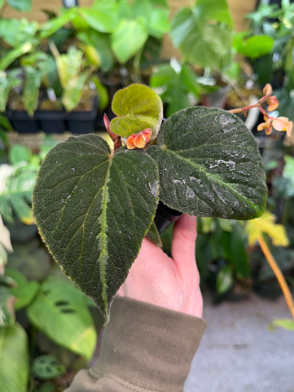 Begonia Imperialis (Silver Band)