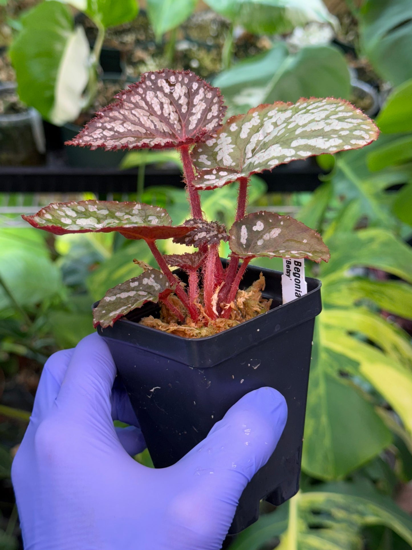 Begonia Betsy