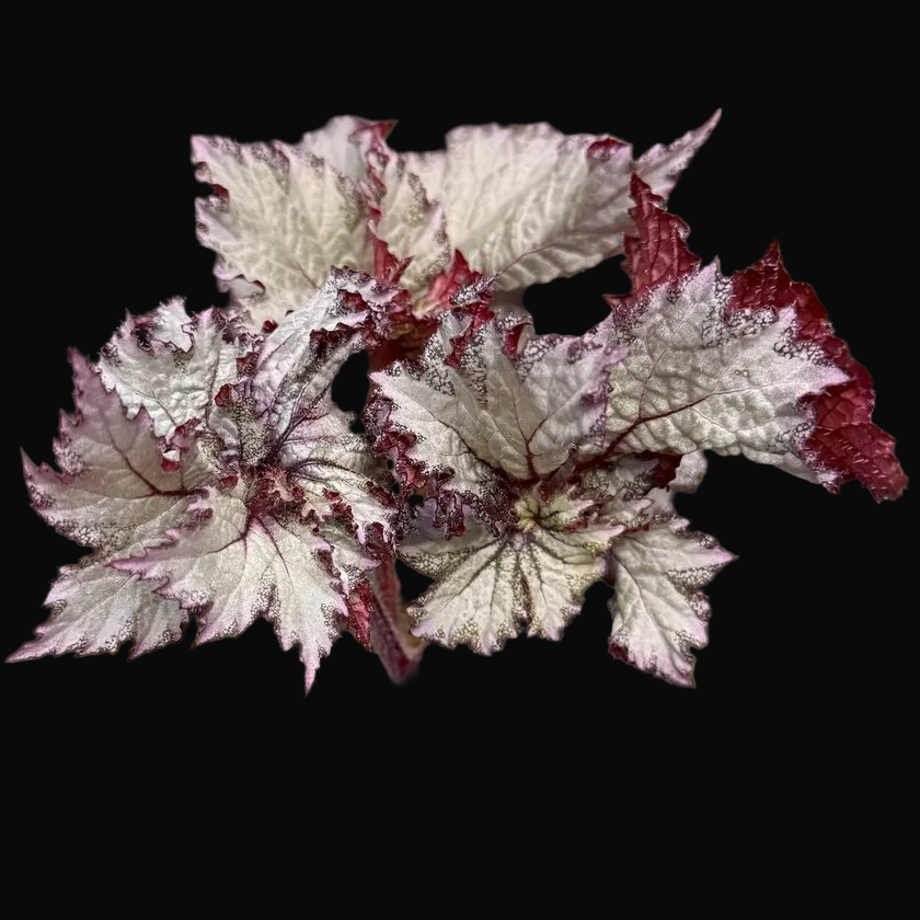 Begonia '50 Shades of Gray'