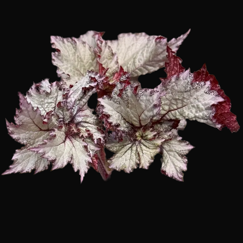 Begonia '50 Shades of Gray'