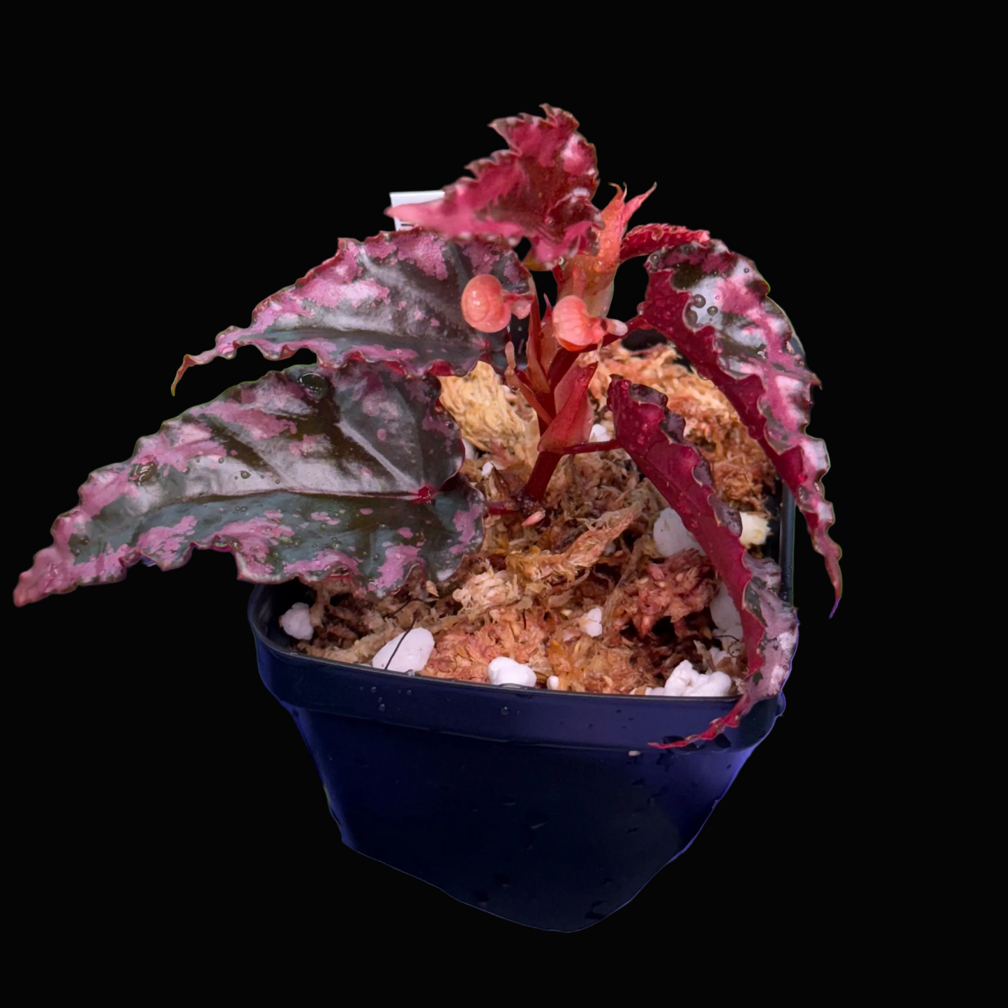 Begonia amphioxus x ignita
