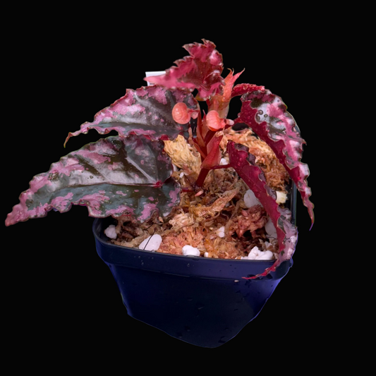 Begonia amphioxus x ignita