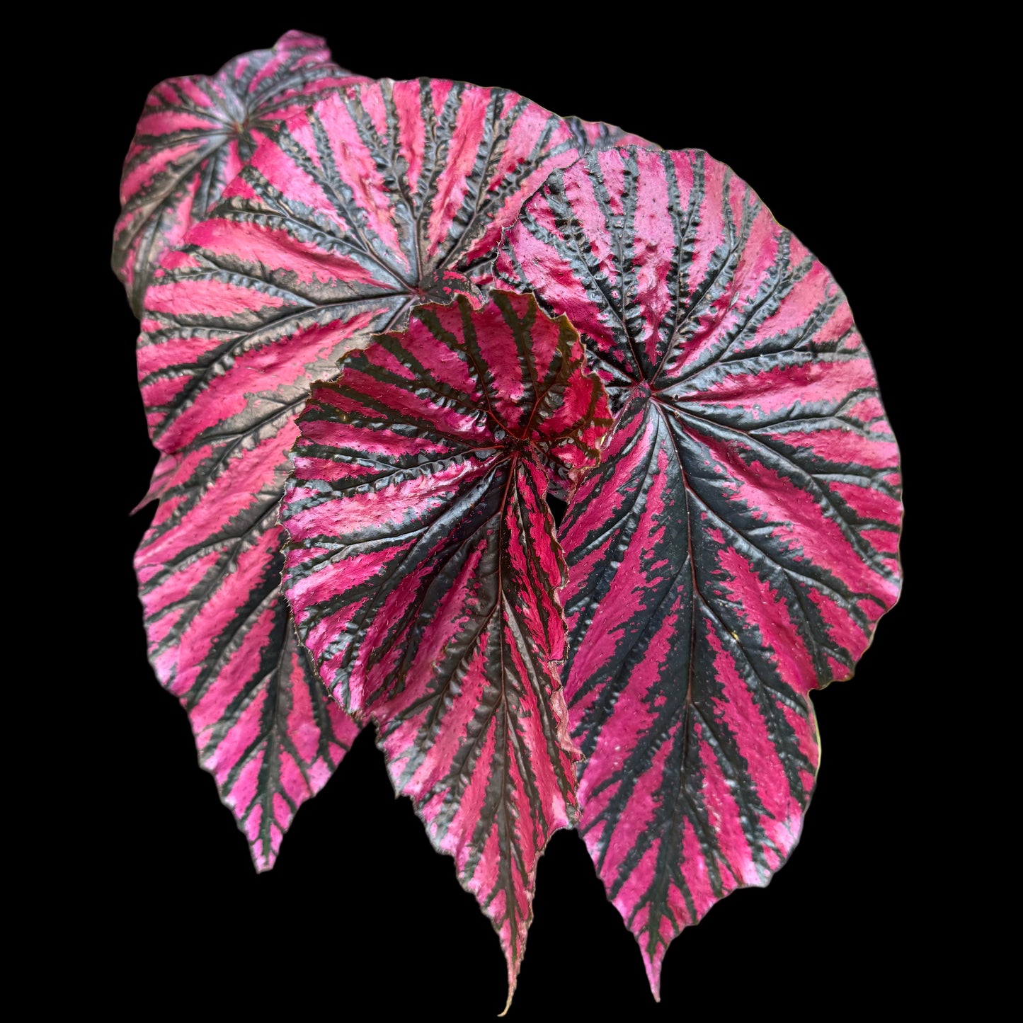 Begonia Brevirmosa