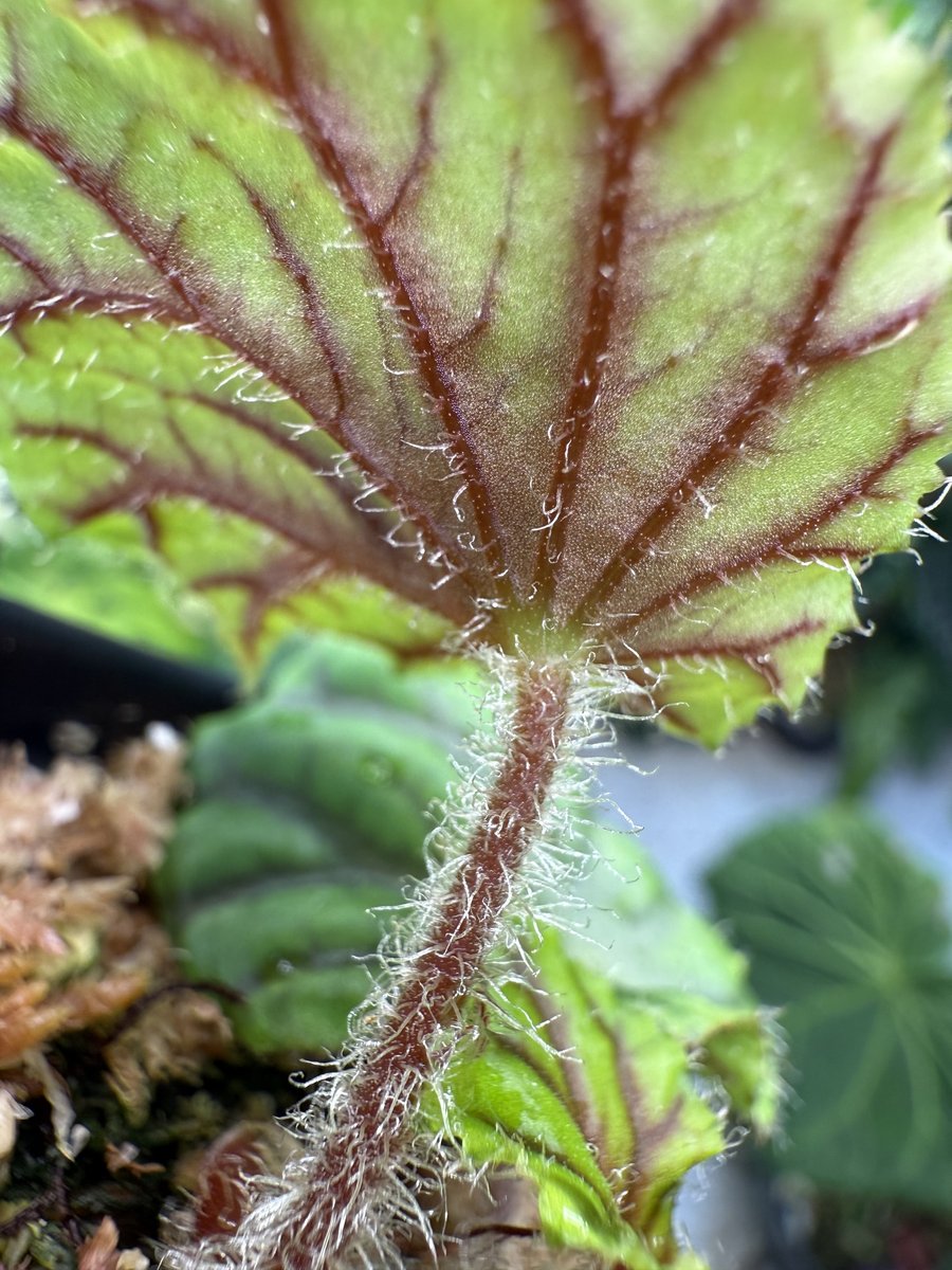 Begonia quadrialata ssp. nimbaensis
