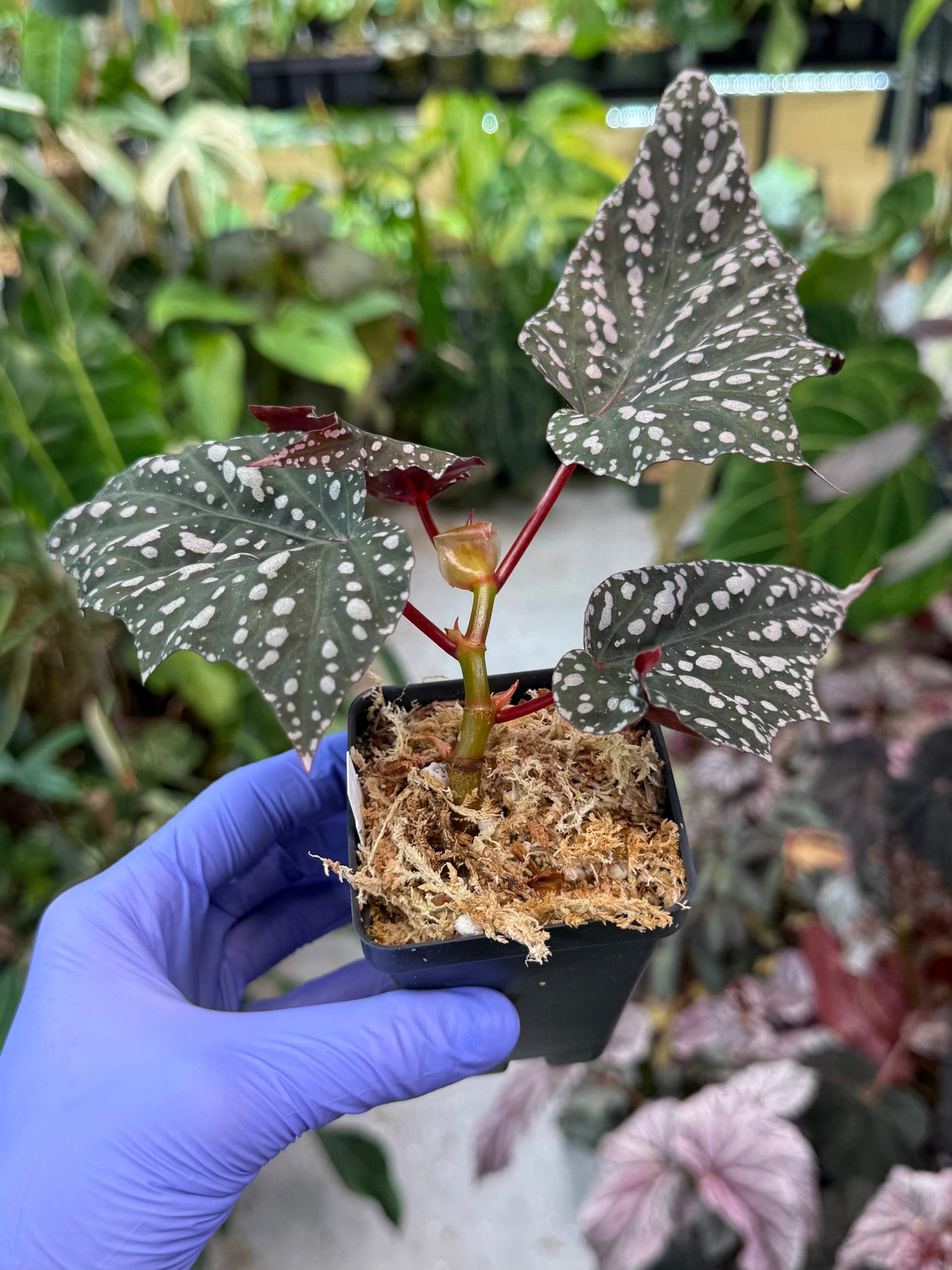 Begonia Bat Wings