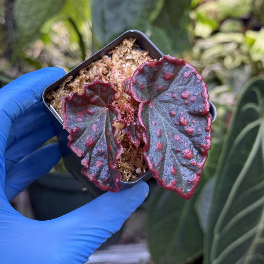 Begonia darthvaderiana x negrosensis