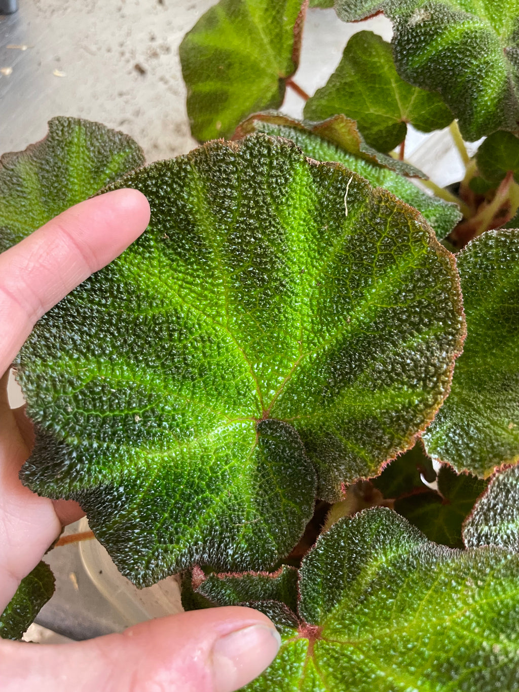 Begonia Solimutata
