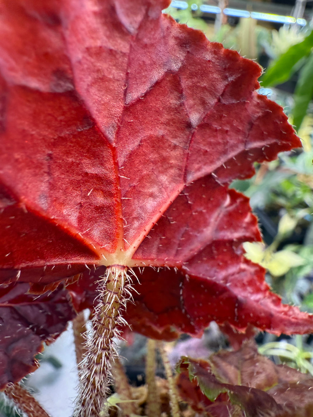 Begonia Autumn Ember