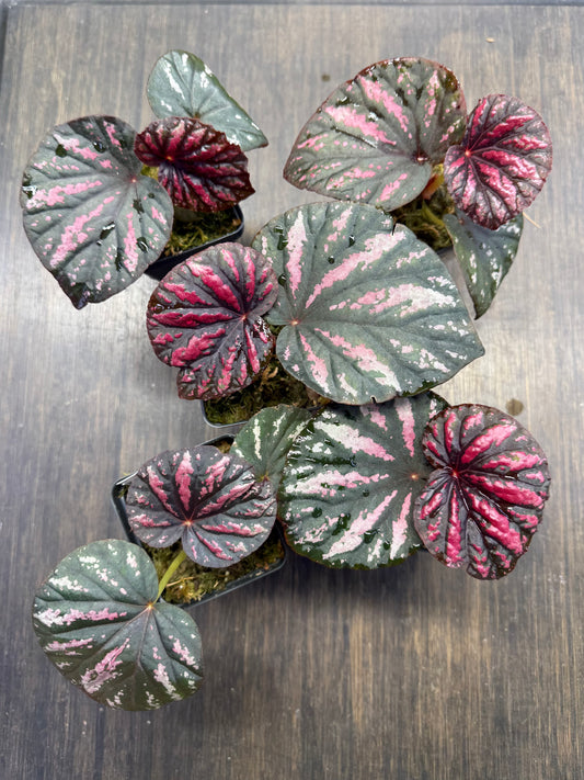 Begonia ‘Candy Stripes’