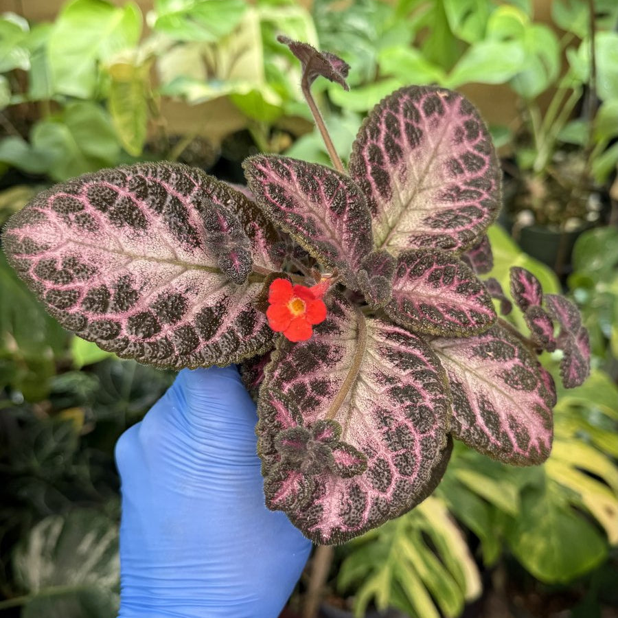 Episcia 'Winterberry'