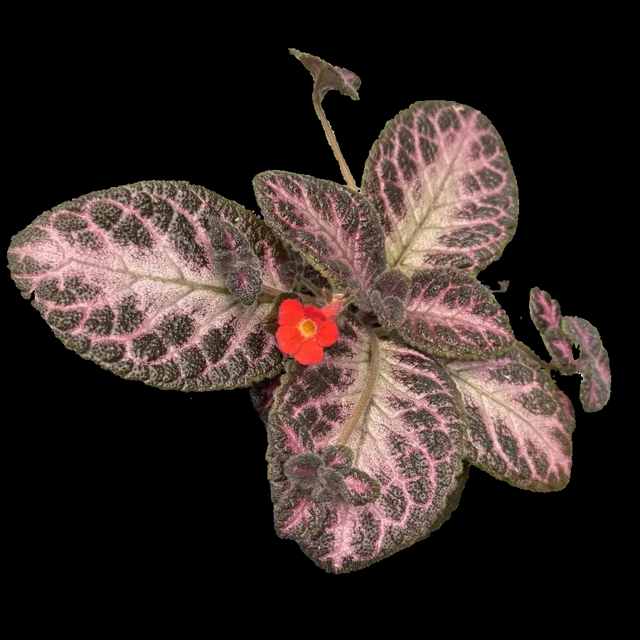 Episcia 'Winterberry'