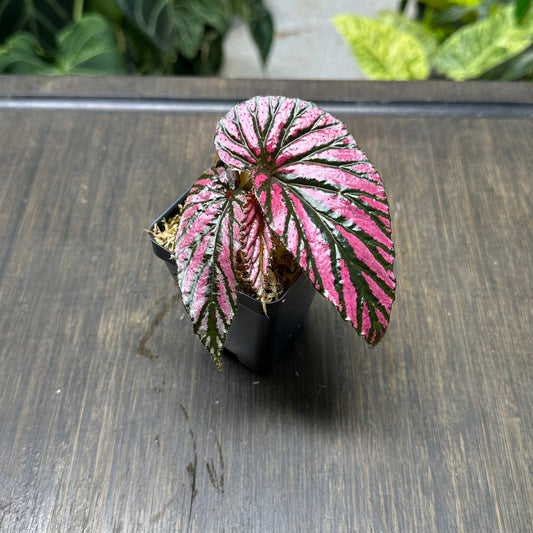 Begonia Brevirmosa