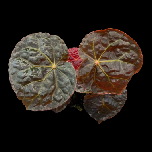 Begonia Mumtaz