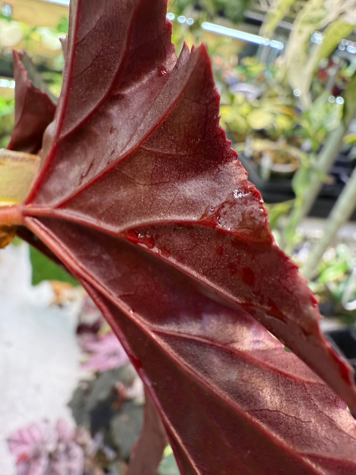 Begonia Lady Vanderwilt