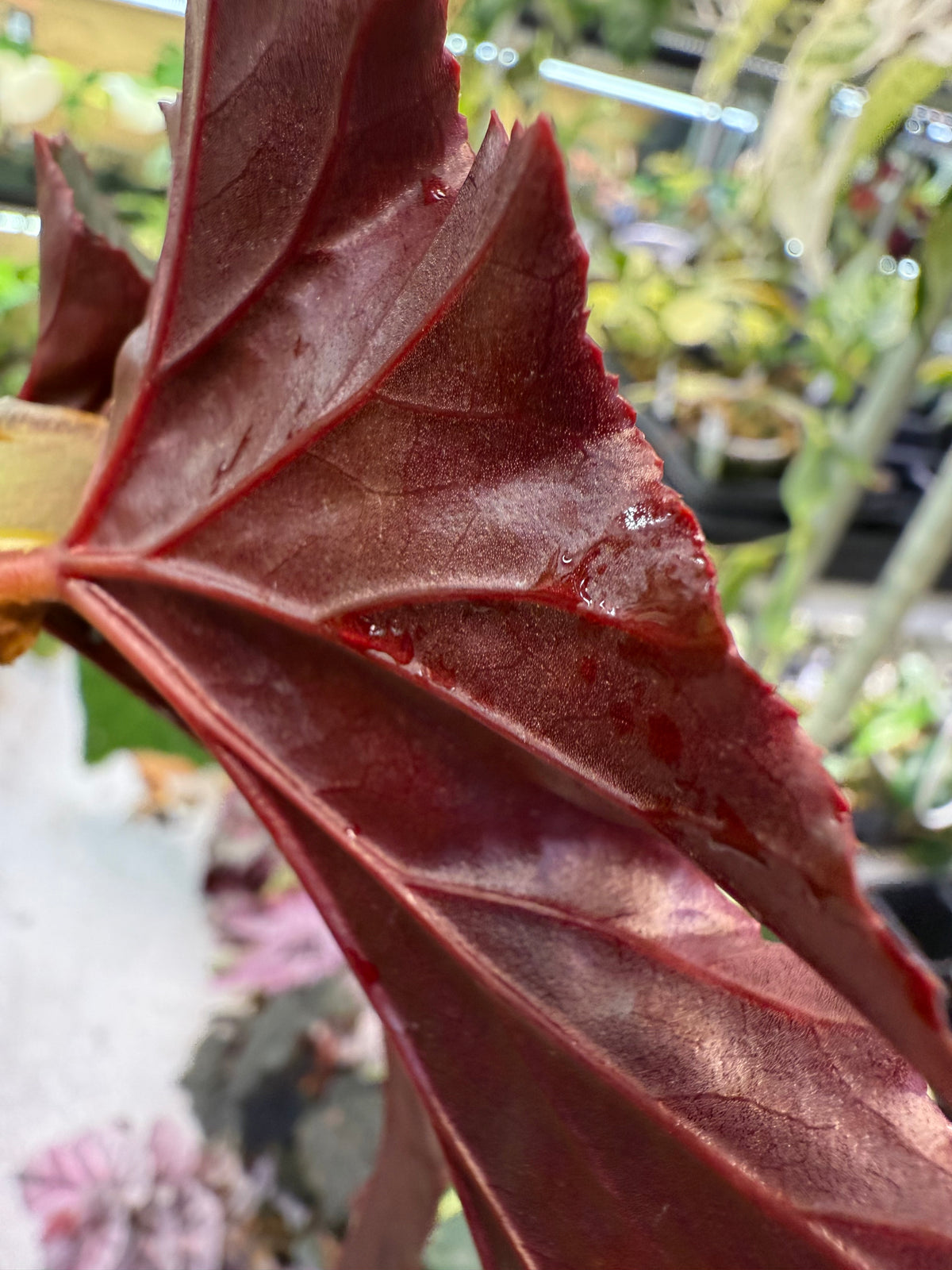 Begonia Lady Vanderwilt